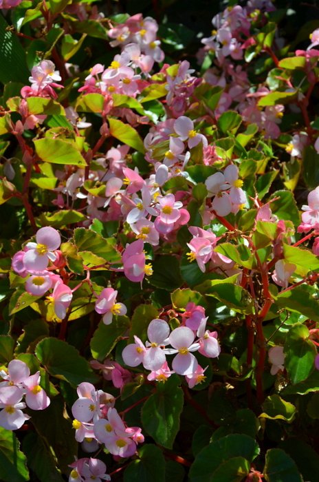 Begonia semperflorens 'Stara rose clair'